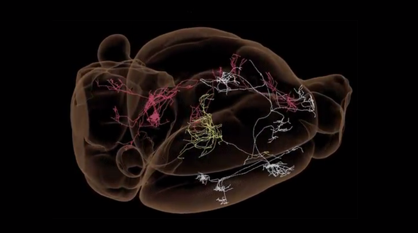 Extensive Map of Mouse Brain Wiring