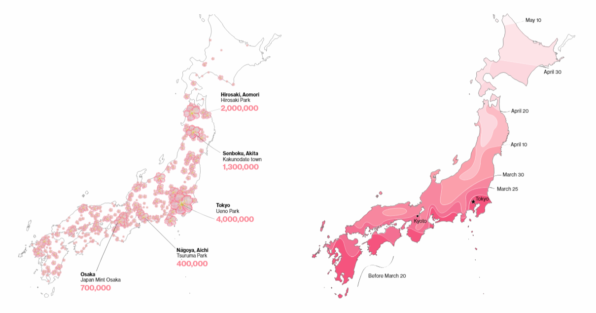 Revealing Big Business Behind Cherry Blossom Viewing Season in Japan